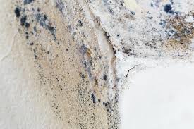 Professional Mold Removal in Brookville, PA